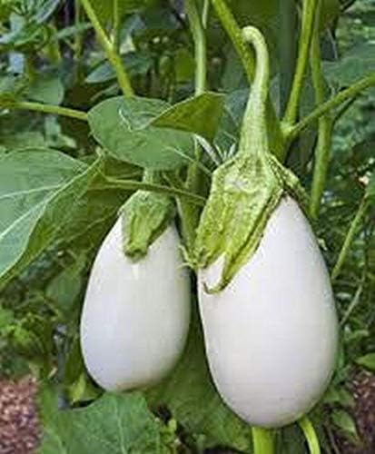 Miniatura 5 de White Star Eggplant Seeds (Híbrido) - Ideal para platos italianos y asiáticos Looker (10 - Semillas)