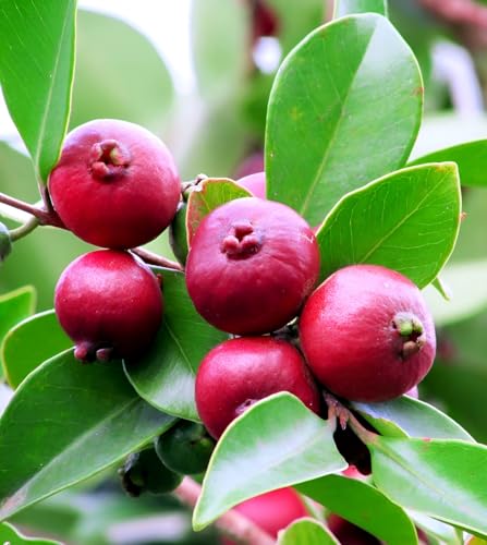 Image of Strawberry Guava Live Plant Pack of 1 | Sweet Red Fruit Tree for Home Garden, Balcony, Organic Terrace Farming | High Yield Tropical Guava Plant for Indian Climate