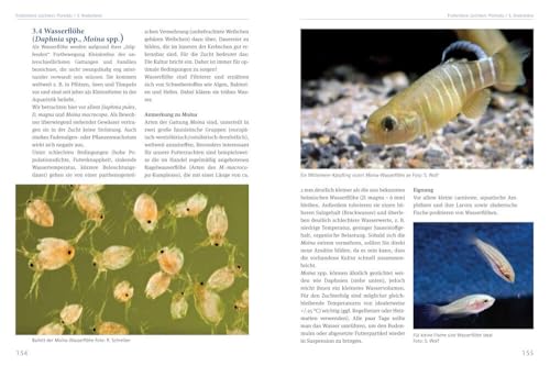 Lebendfutter selber züchten