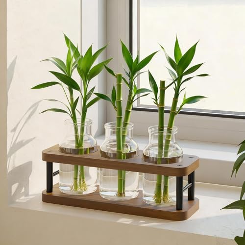 Vases de propagation en verre pour sauver vos boutures sans risque de pourriture
