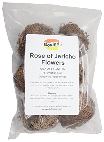 Govinda - Dried Rose of Jericho - Pack of 6