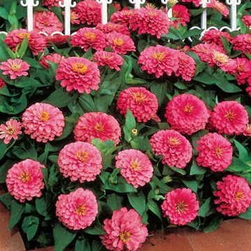 Park Seed Zinnia Seeds Planting Flowers Easy to Grow Non-GMO Perfect for Spring Garden Dreamland Pink Pack of 25 product thumbnail 2