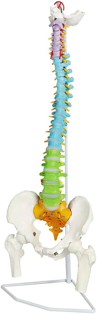 Amazon.co.jp: EVOTECH SCIENTIFIC 34.3インチ、87cm 脊柱模型