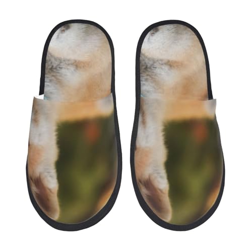 [JECASS]  lC v[g Aj Xbp  Y 􂦂 gC qp p E Xbpjp LN^[ ObY  fB[X ~ 킢 qpl