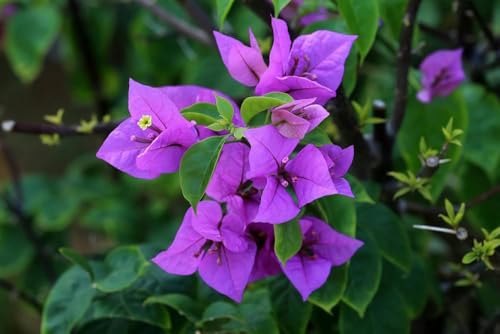 Image of Rare Bougainvillea Live Flower Plant || Healthy Live Plant with Grow Bag & Secure Packing || Beautiful Flower Garden Decoration (pulple)