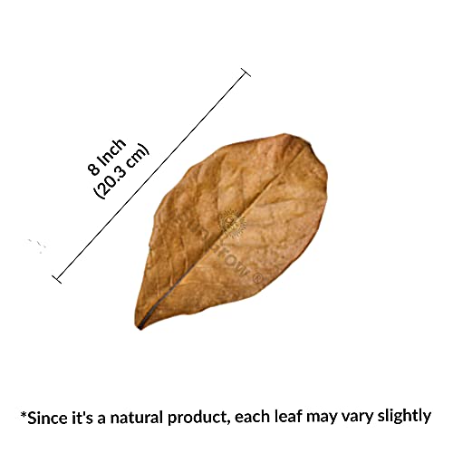 Sungrow Betta Leaves, 8”, 10 Pcs Beneficial Large Catappa Indian Almond Leaves For Overall Development In Fish Tank Aquarium, Water Conditioner Leaves Lower Ph #TOP6