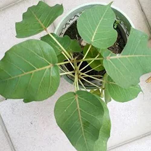 Vanaspati Udyan Peepal Ficus Religiosa Live Pre Bonsai Air Purifier Sapling Plant with Black Plastic Pot