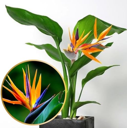 best pot for bird of paradise that will transform your plant care 8 2 Orange Bird of Paradise Plants Live, Strelitzia Reginae Well-Rooted Bush, 5-9" Tall, No Pot, Tropical Perennial Blooming, Houseplant Indoor Outdoor Planting