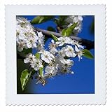 Square dimensions (in inches): 25 L x 25 W, image dimensions (in inches): 23 L x 23 W 100% poloyester; image is soft to touch. Made in USA Edges have pinking shear cut Image will not fade with washing. Image not a transfer, part of material