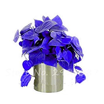 Nouvelles graines mélangées de graines de Philodendron, couleur parfaite, plantes d'intérieur, anti-radiations, absorbe la poussière, graines d'arbres, bonsaï de jardin Paquet de 500 graines
