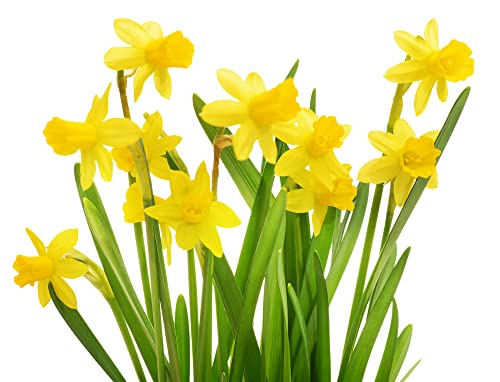 Planta Natural Narciso Amarillo Bulbo de Primavera Flores Amarillas