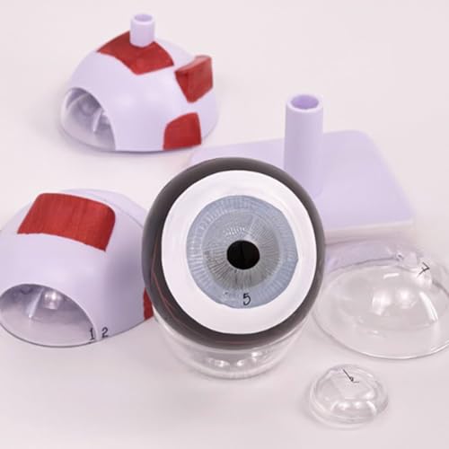 Modelo anatómico de ojo humano 6X desmontable para laboratorios 6