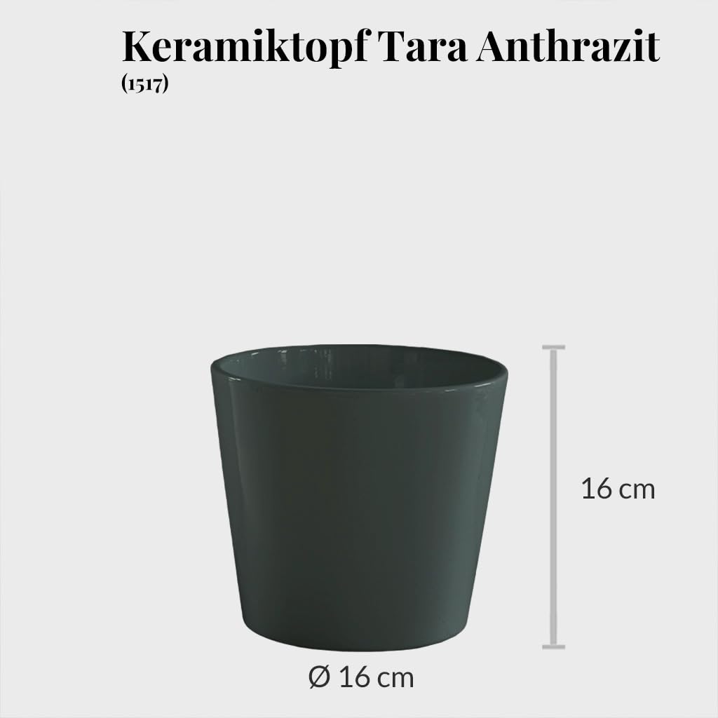 Hydrokultur Büropflanzen 3er Set Drachenbaum Mix in Keramiktöpfen Anthrazit - Topf ⌀ 16 cm - Pflanze ca. 30 cm - pflegeleichte Zimmerpflanzen inkl. Blähton, Wasserstandsanzeiger & Dünger