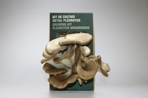 NAM – Kit de Cultivo de Setas Ostras – Cultivo Casero Sostenible con Residuos de Café, Hongos Incubados y Listos para Cosechar, Champiñones Frescos, Mini Huerto Urbano Fácil y Ecológico