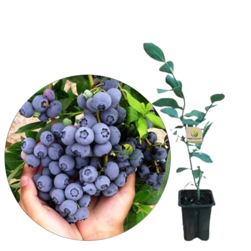 Muda De Mirtilo Blueberry Muda Nova Estaquia