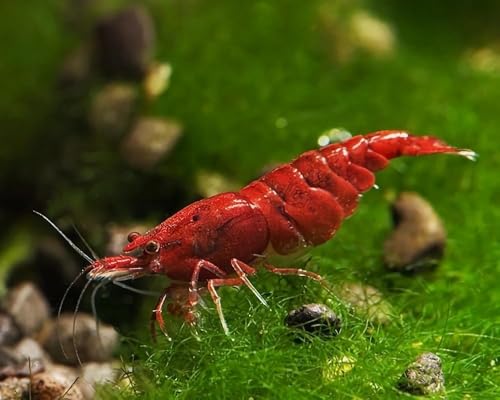 was High Grade Fire Red Cherry Shrimps Neocaridina...