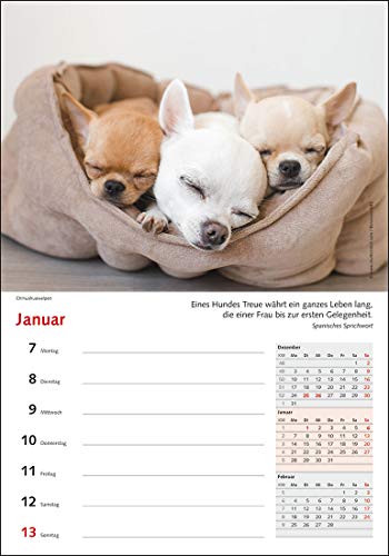 Wochenkalender Hunde 2019