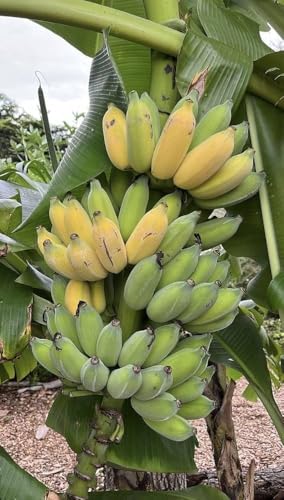 Image of Indian Kathali Banana Plant | Big Size Live Fruit Plant | Sweet & Aromatic Banana Variety | Healthy Plant for Home Garden & Terrace Gardening | Pack of 1