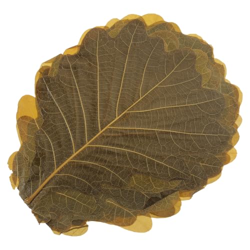 Gadpiparty 20 ?t aَqitp t hgMfR[V aHʐ^Bepv[gANZT[