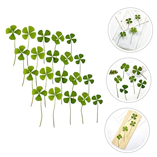 Cabilock 24pcs natural trébol prensado para manualidades miniatura 4