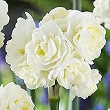 Los narcisos: flores de primavera para parterres, macizos de flores, es recomendable plantarlos en grupos