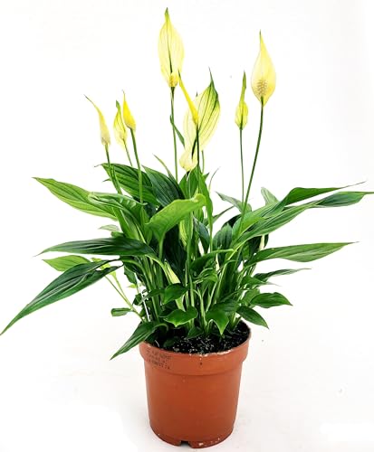 POWERS TO FLOWERS - SPATIFILLO MULTIFLORA COLOR LIFE GIALLO, VASO 12cm DIAMETRO, altezza 30CM, Pianta Vera