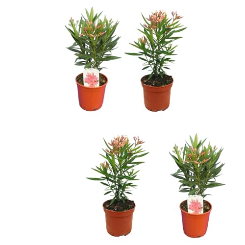 Kit 4 Adelfas - Árboles Naturales - Plantas Resistentes y Fáciles de Cuidar