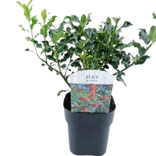 Acebo de la Navidad DECOALIVE Planta Exclusiva Buen Tamaño Planta de la Suerte