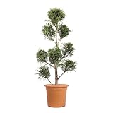 ☀️ FÁCIL CUIDADO: Esta planta de exterior prefiere un lugar soleado, pero también se adapta a la semisombra. Requiere riego regular, especialmente en verano y durante los períodos secos, pero evite el encharcamiento, ya que puede causar pudrición de las raíces. Para mantenerla sana y vigorosa, recomendamos fertilizarla con un fertilizante de liberación lenta en primavera y otoño.