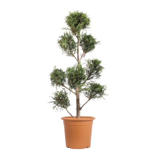 KENTIS - Cyprès de Leyland Pompon - Cupressocyparis Leylandii - Plantes d'Extérieur Persistantes - Jardin/Balcon - H 90/110 cm Ø 24 cm
