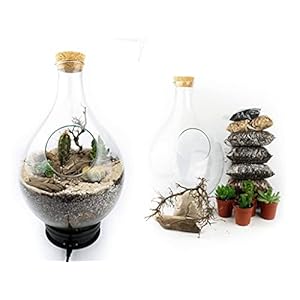 DIY Open terrarium kit 37 cm | Met glas/planten vetplanten