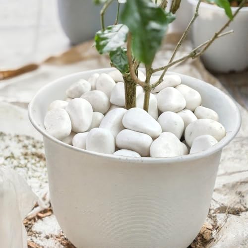 SHIZWU 40lbs White Rocks for Landscaping,2-3 Inch Decorative Pebbles for Plants,River Rocks for Backyard,Flower Beds, Indoor Fountains, Paths, Aquarium Vase,Outdoor Garden by SHIZWU - Image 4