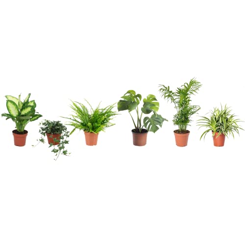 Set 6 Plantas Interior Poca Luz DECOALIVE: Dieffenbachia, Hiedra, Helecho, Monstera Deliciosa, Palmera de Salón y Chlorophytum