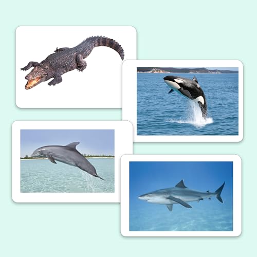 Image of Hungry Brain Sea Creatures Flash Cards for Toddlers & Kids | Montessori Early Learning Cards for Babies | Educational Toy for Ages 3 Months to 6 Years | Fun Preschool Activity & Gift