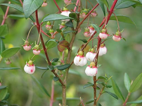 20 Ugni Molinae Plant Seeds | Chilean Guava Fruit Bush | Strawberry Myrtle Shrub Seed #TOP2