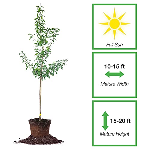 Perfect Plants Bruce Plum Tree 4-5 Ft. Tall Steady Producer Of Delicious Fruit Easy Care, Bright White Flowers #TOP1