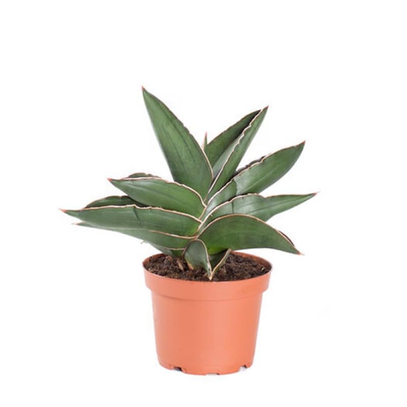 Mphmi Seedless Plant Indoor Plants Sansevieria Samurai Dwarf, Snake Plant - Mother in Law Tongue Plant (B0CVVQNWPQ) Amazon Price History, Amazon Price Tracker