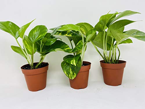 Golden Devil's Ivy Pothos 4" Pot 3 Pack Very Easy To Grow - Unique From Jmbamboo #TOP1
