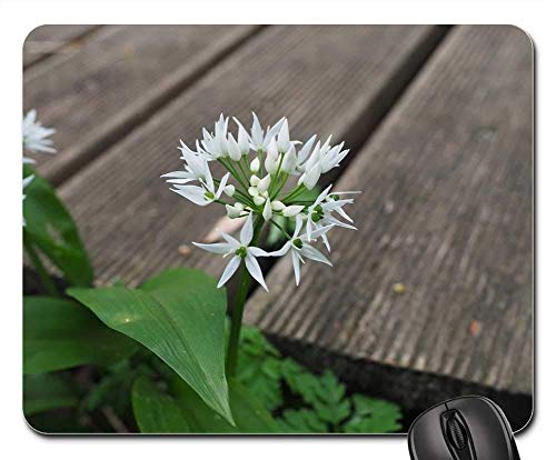 Gaming-Mauspads, Mäusematte, Bärlauch-Blütenstand-Blüten-Blüten-Weiß