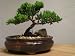 9GreenBox Bonsai Juniper Tree - Japanese Art Live House Plants for Indoor and Outdoor Garden - Dwarf Trees in Container Pot for Home and Office Decor - Best Gift for Mothers Day, Christmas - 4 Pounds