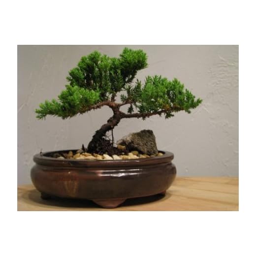 9GreenBox Bonsai Juniper Tree - Japanese Art Live House Plants for Indoor and Outdoor Garden - Dwarf Trees in Container Pot for Home and Office Decor - Best Gift for Mothers Day, Christmas - 4 Pounds