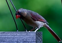 Review Image by Brandi Brandi