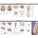 Anatomical Chart Company's Illustrated Pocket Anatomy: Anatomy of The Brain Study Guide