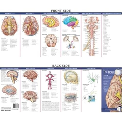 Anatomy of the brain study guide avec fiches illustrées et repères anatomiques clairs