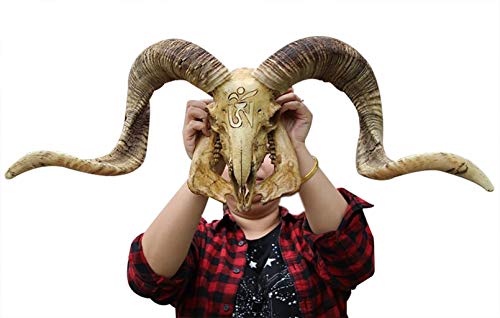 Natural Sheep Skull Head Wall Decor Ram Skull Wall Hanging and Longhorn Steer Authentic Ram Skull with Horns Handmade Carved Ram Head Skull Large Curled Horns - Home Decor, Collectible (Gold)
