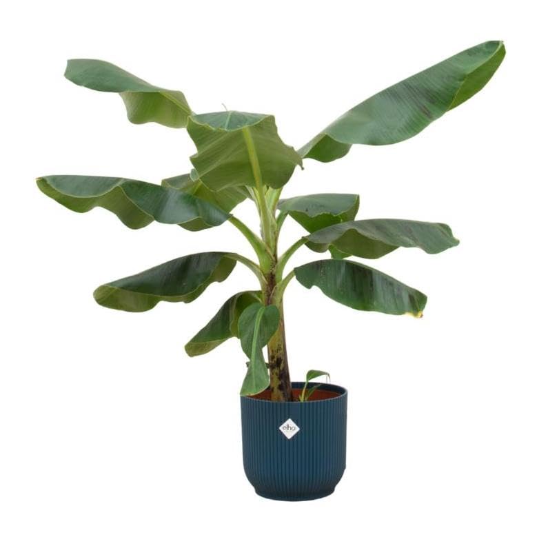 Oferta combinada - Planta de plátano (Musa) incluyendo elho Vibes Fold Round Blue Ø22-100cm
