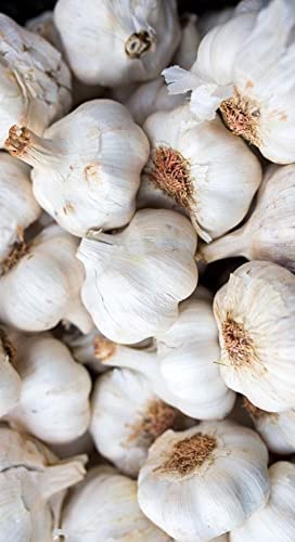 See full amazon price history chart for Radha Krishna Agriculture® garlic bulbs for planting, lasun bulbs for gardening (PACK OF 3) Radha Krishna Agriculture® garlic bulbs for planting, lasun bulbs for gardening (PACK OF 3) (B09LCSJ2BB) Amazon Price History, Amazon Price Tracker