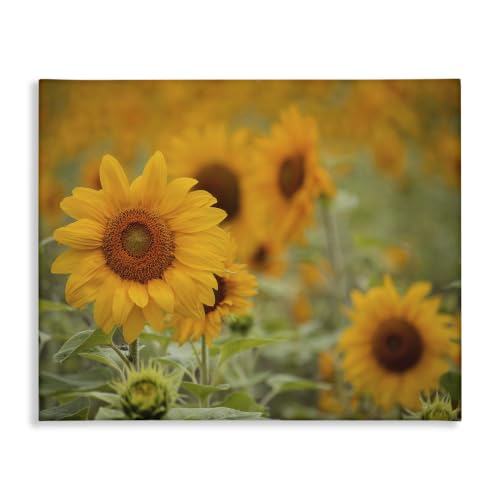 Stupell Industries 'Sunflower Field Nature Blooms'| Canvas Art