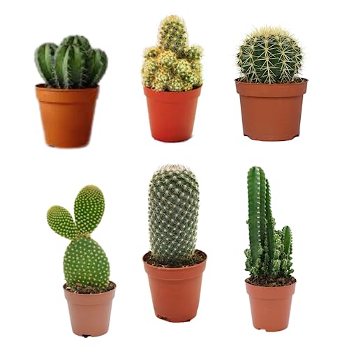 Pack 6 Cactus naturales interior y exterior Variados en Maceta de 5cm Kit Ahorro Plantas Naturales.