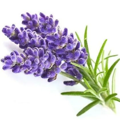 Image of Live Lavender Plant with Pot | Aromatic Plant Live | Flowering Lavender Shrub for Home Garden Balcony Terrace Indoor Outdoor